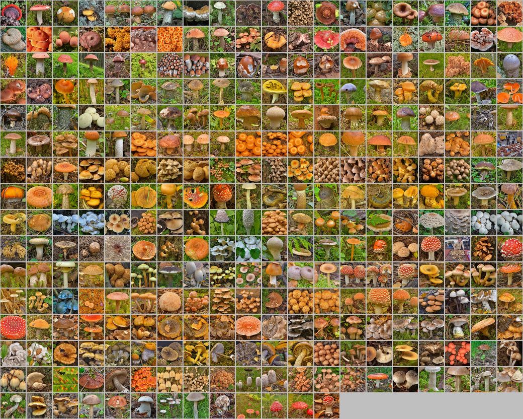 Photomontage of pictures of mushrooms in Russia. Years 2003 - 2015