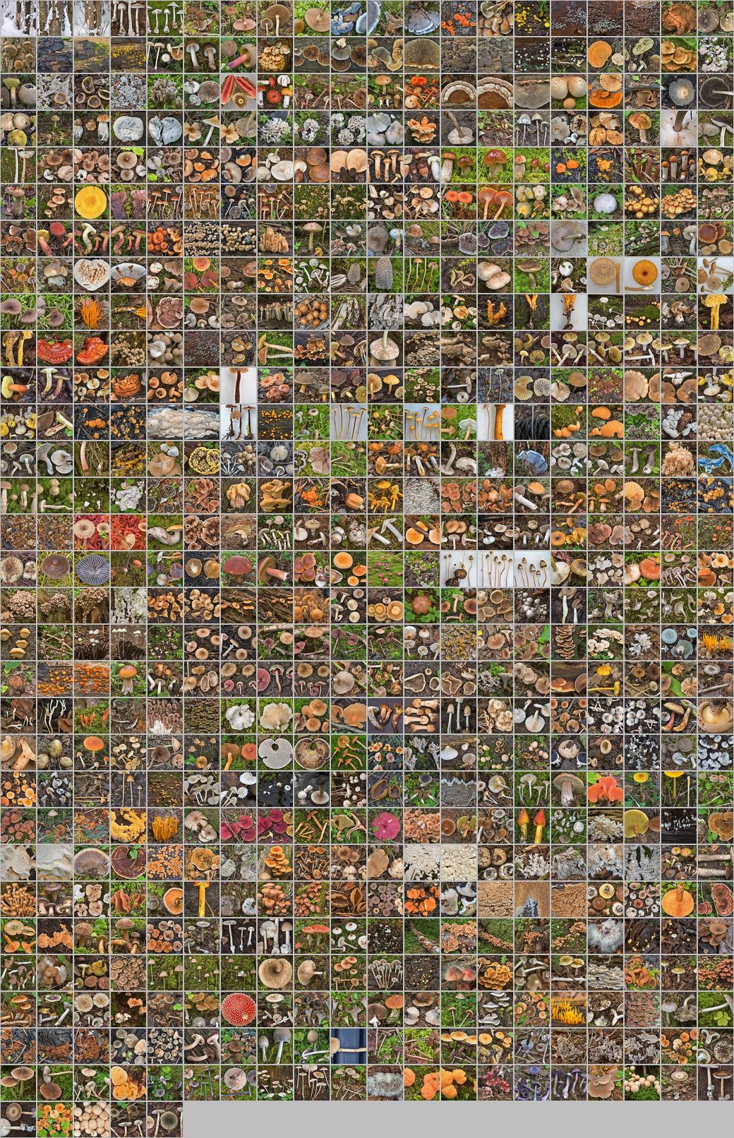 Photomontage of pictures of mushrooms in Russia. Year 2018