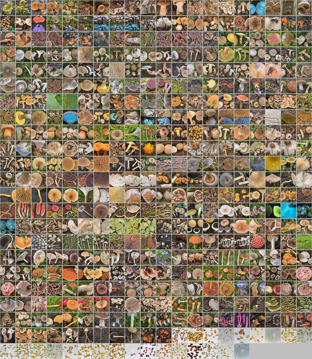 Photomontage of pictures of mushrooms in Russia. Years 2022 - 2024