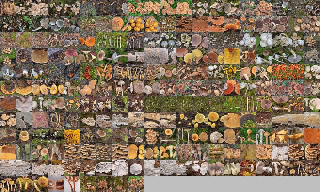 Photomontage of pictures of mushrooms in Russia. Год 2025